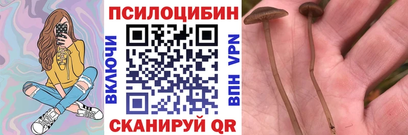 где найти   Белоозёрский  Галлюциногенные грибы Psilocybe 